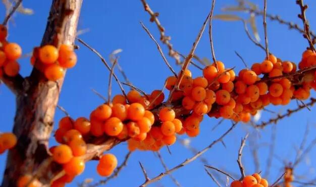 護(hù)目亭隆重推出雪域圣果沙棘咀嚼片！！